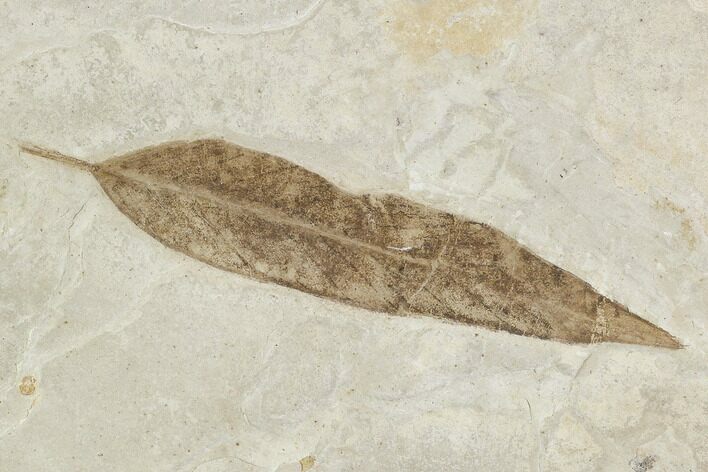 Fossil Leaf (Salix)- Green River Formation, Utah #110388